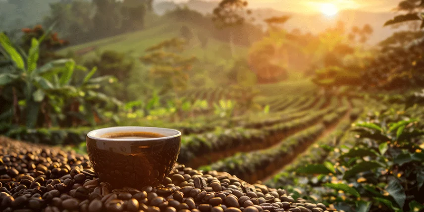 قهوه، از مزرعه تا فنجان